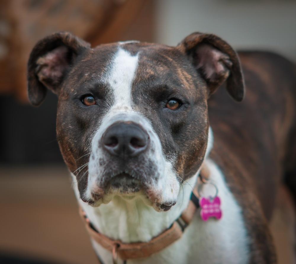 Enlarge Waverly, a Adoptable mixed breed in Dunwoody, GA image 6/6