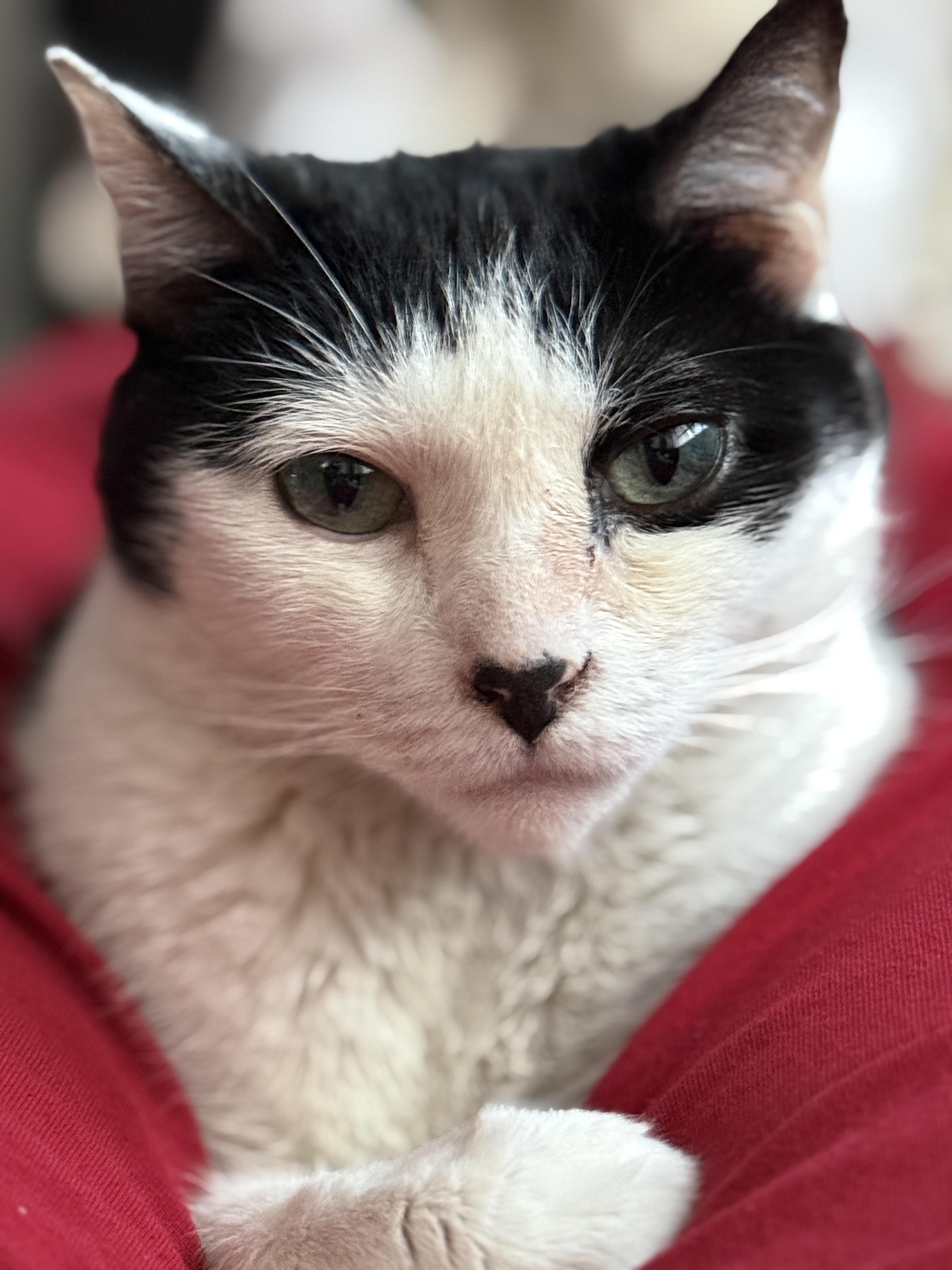 Enlarge Lovely Lotti,- lost, now loved and lives for LOVE, a ADOPTABLE American Shorthair in New York, NY image 1/6