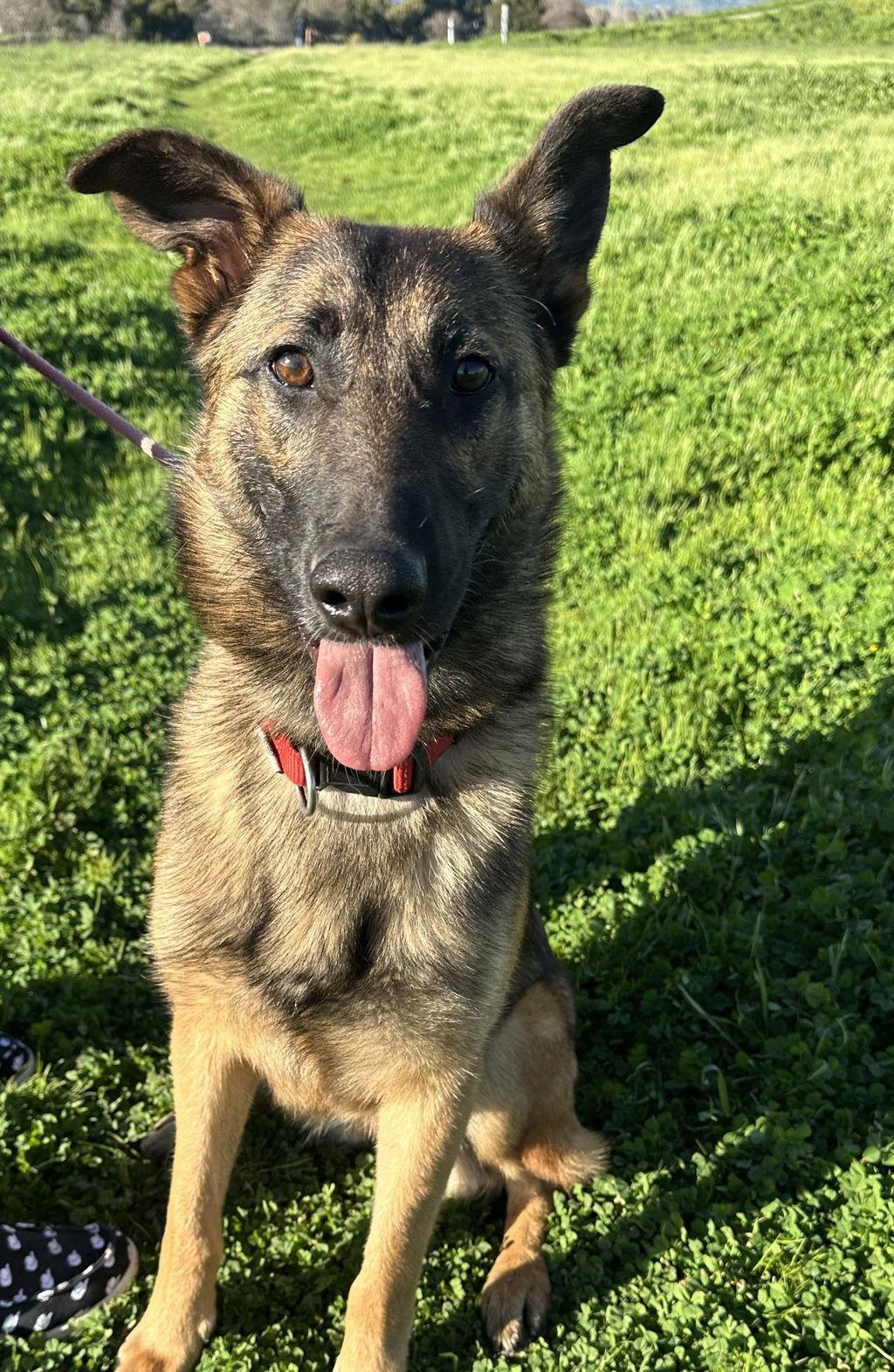 Enlarge Valiant 51598, a Adoptable Belgian Shepherd / Malinois in Petaluma, CA image 1/2