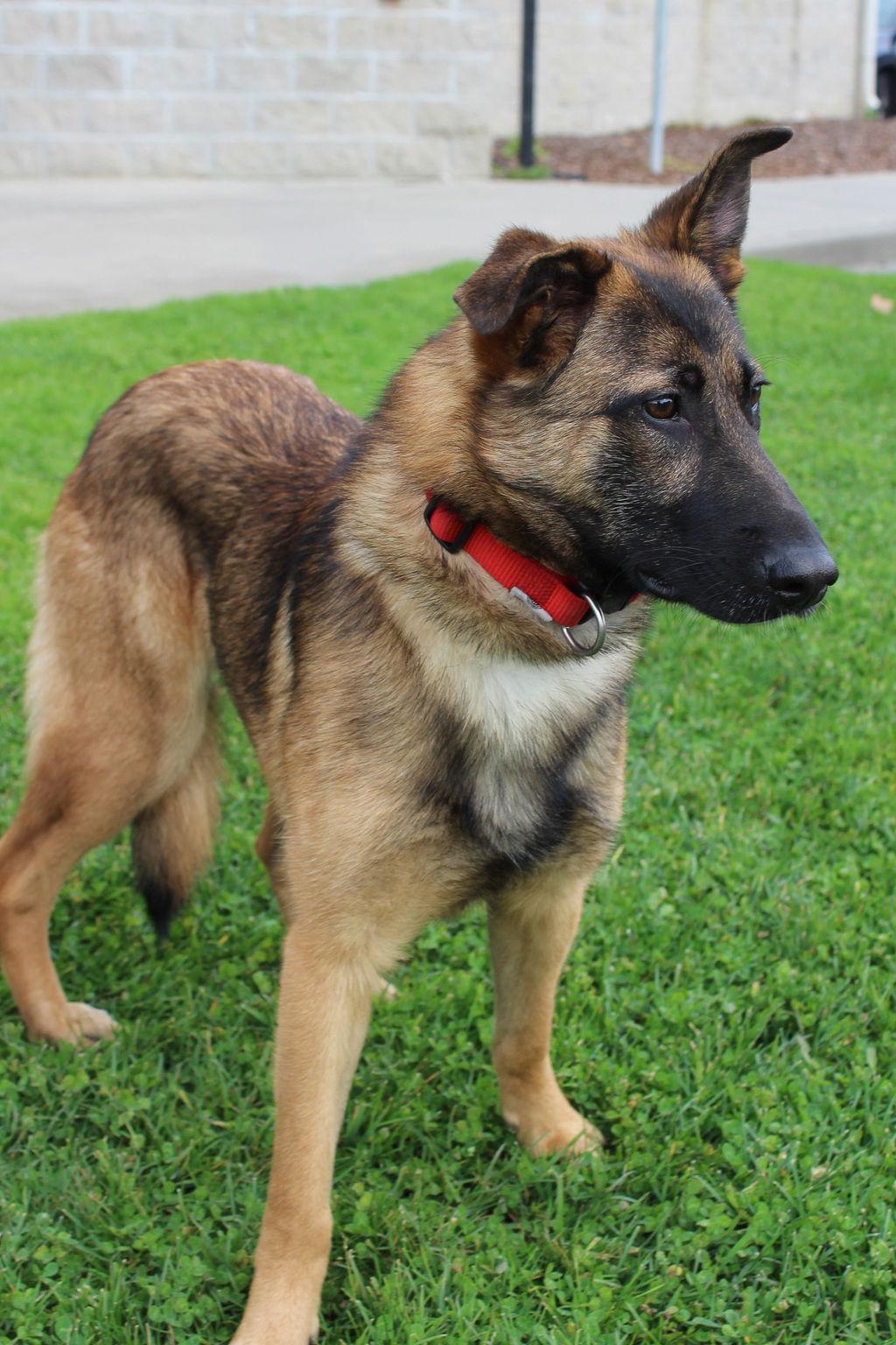 Enlarge Valiant 51598, a Adoptable Belgian Shepherd / Malinois in Petaluma, CA image 2/2