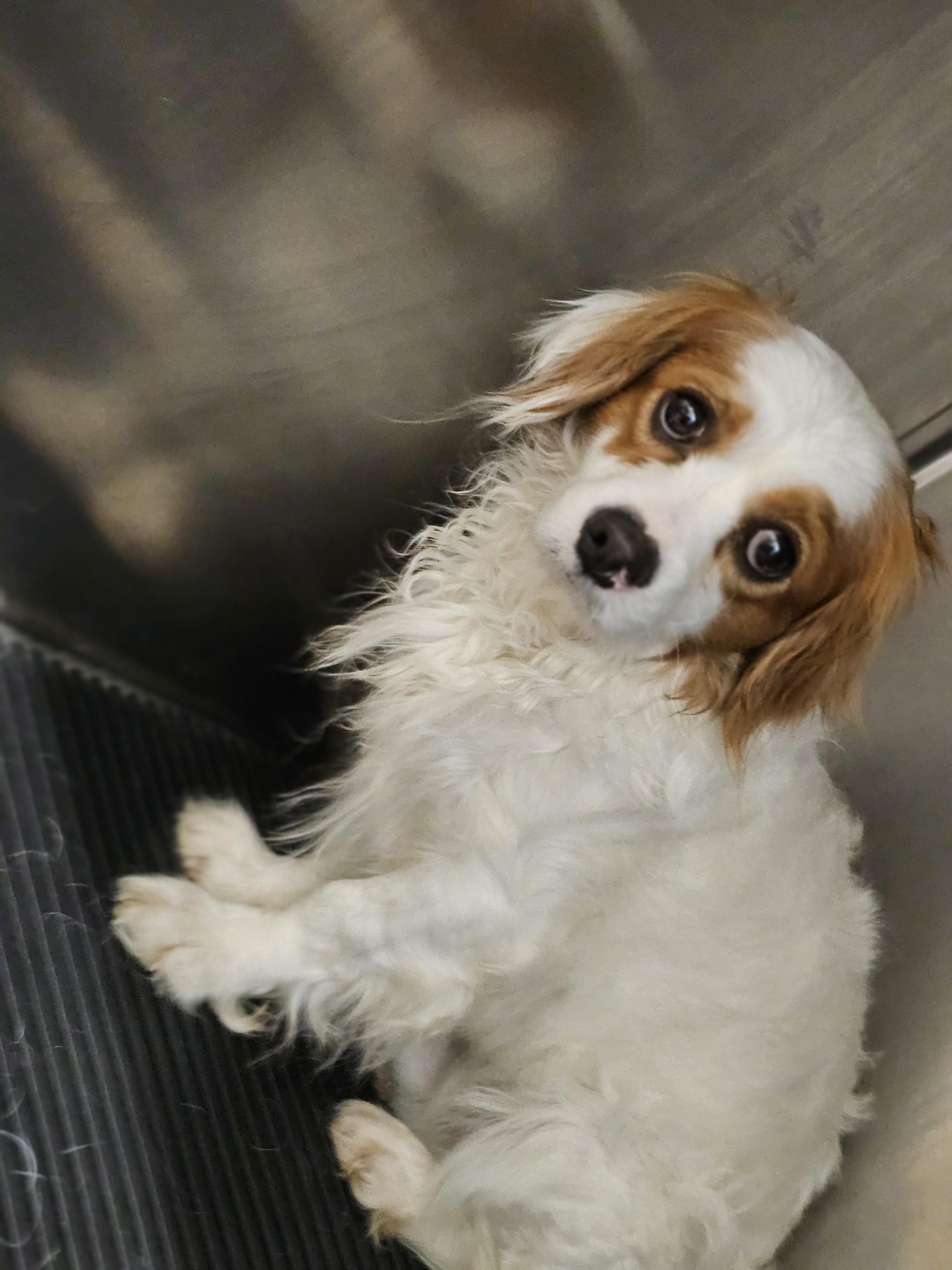 Enlarge Franklin so il, a Adoptable Cavapoo in MURPHYSBORO , IL image 2/6