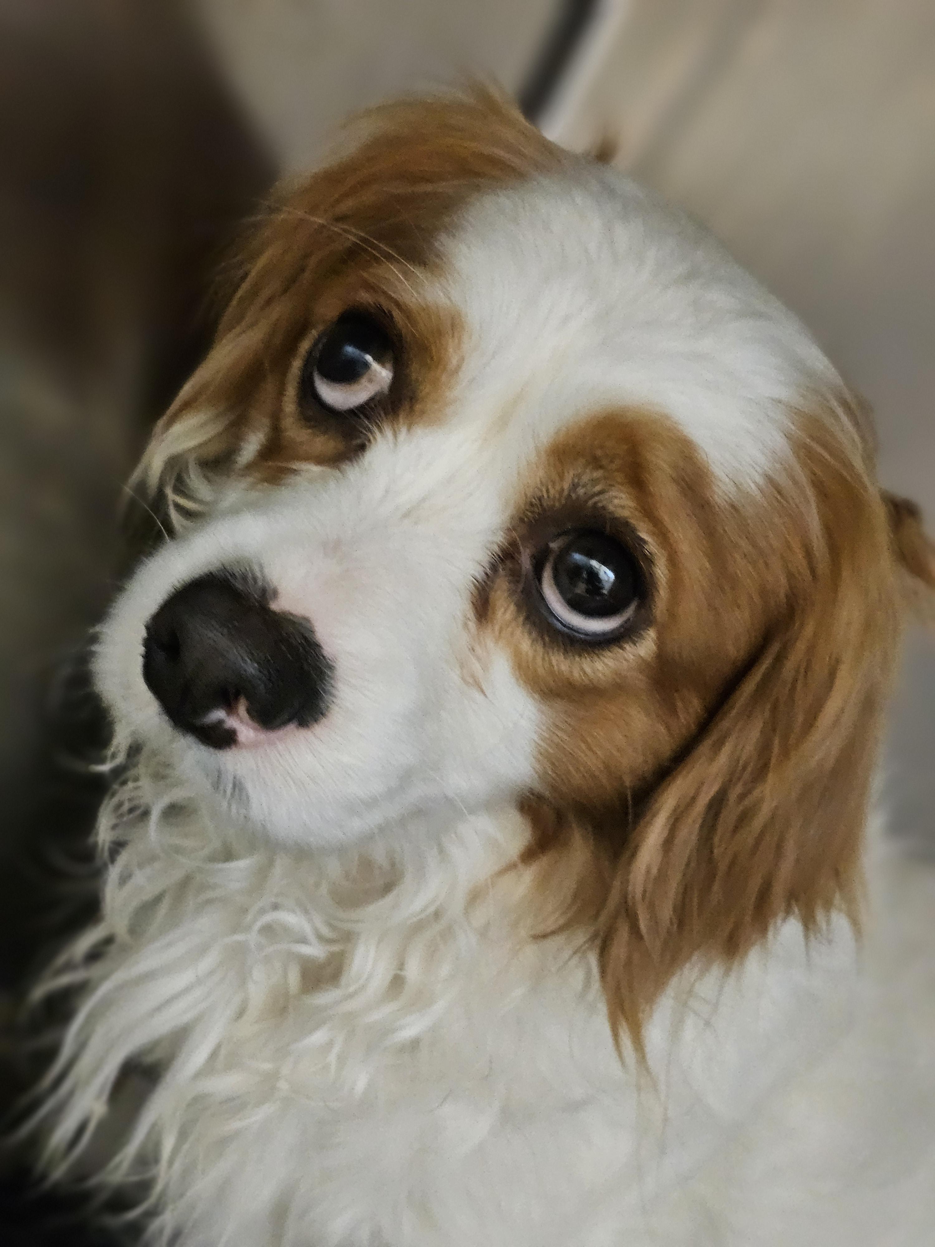 Enlarge Franklin so il, a Adoptable Cavapoo in MURPHYSBORO , IL image 5/6