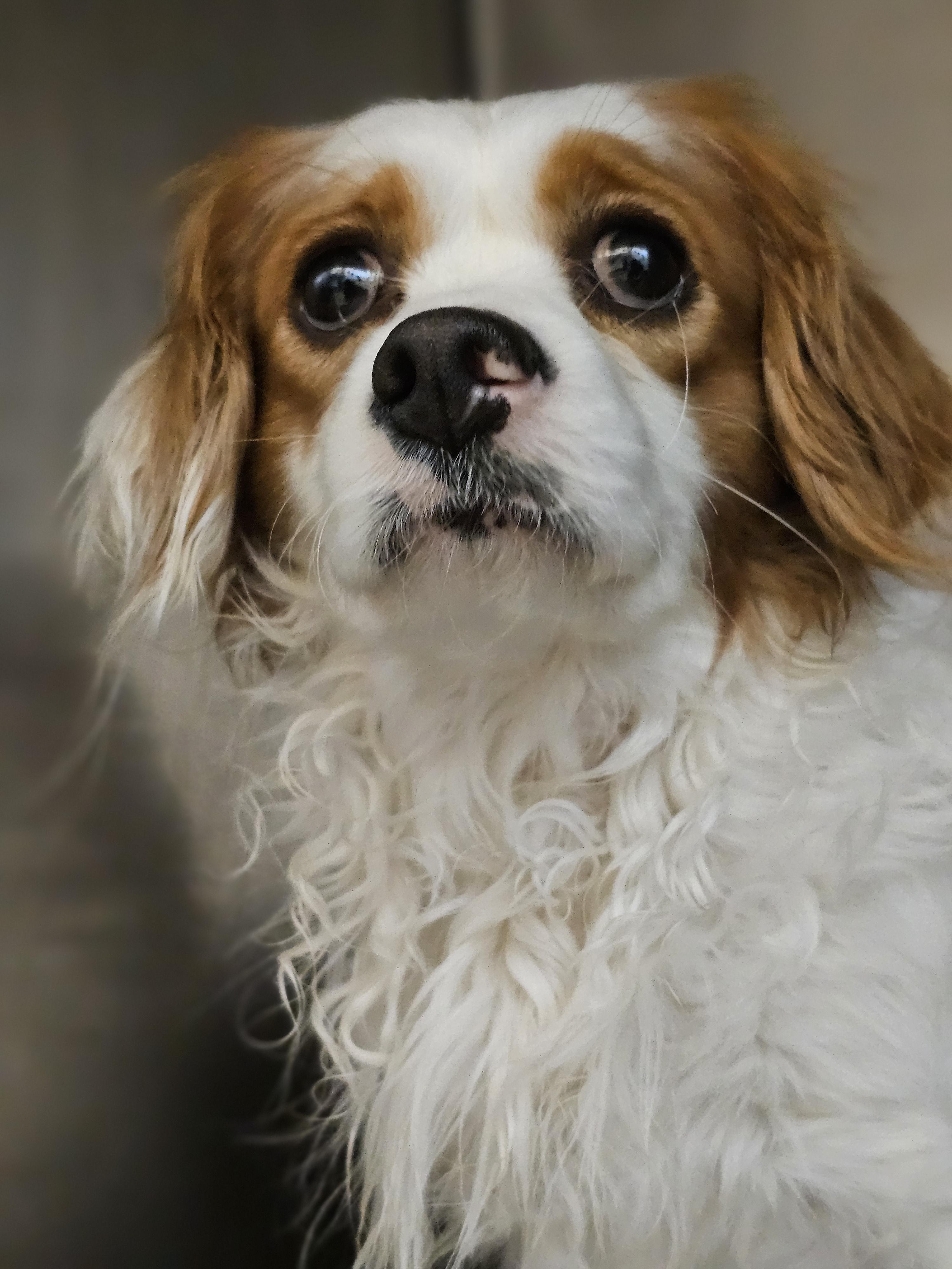 Enlarge Franklin so il, a Adoptable Cavapoo in MURPHYSBORO , IL image 6/6