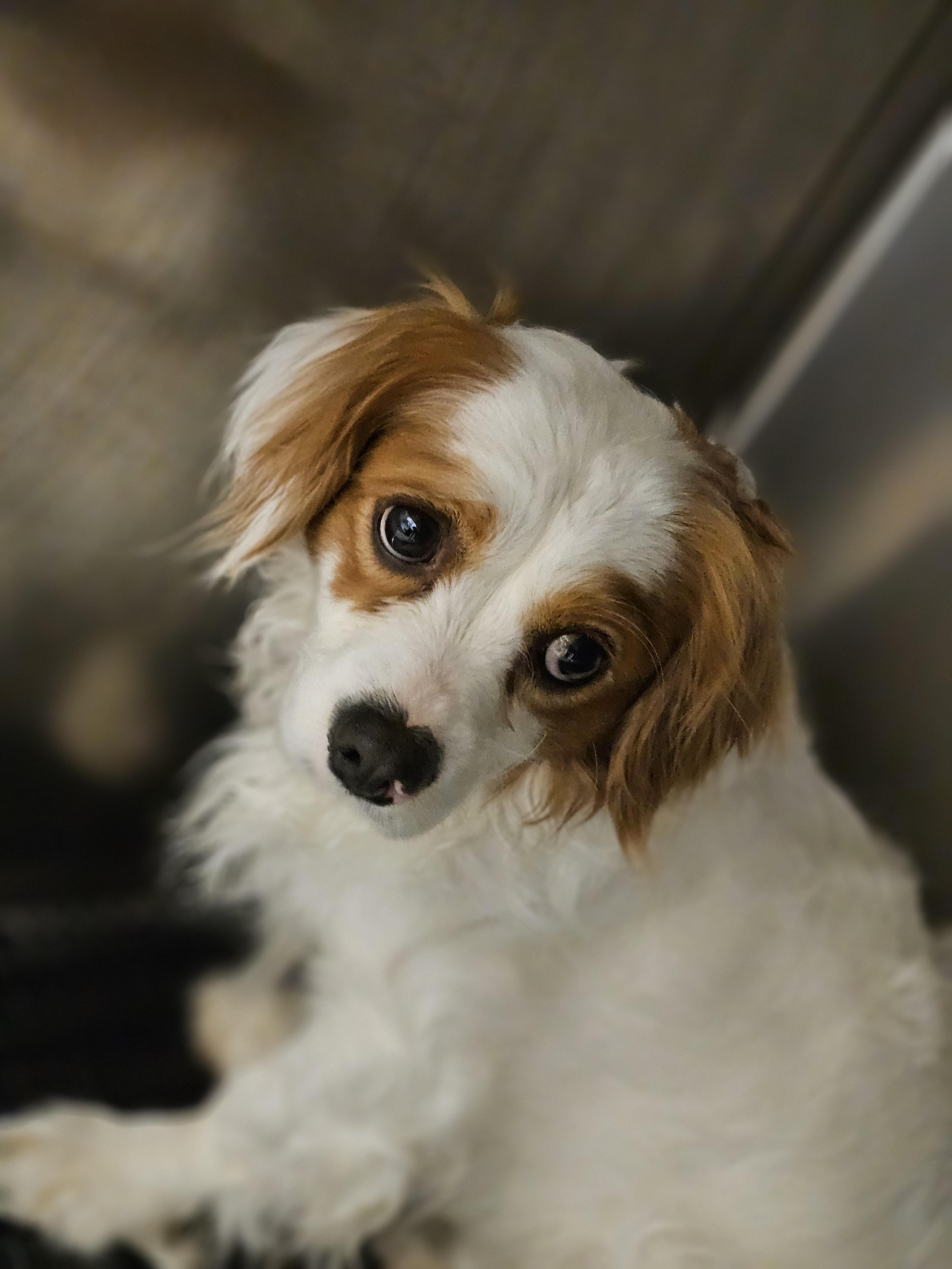 Enlarge Franklin so il, a Adoptable Cavapoo in MURPHYSBORO , IL image 1/6