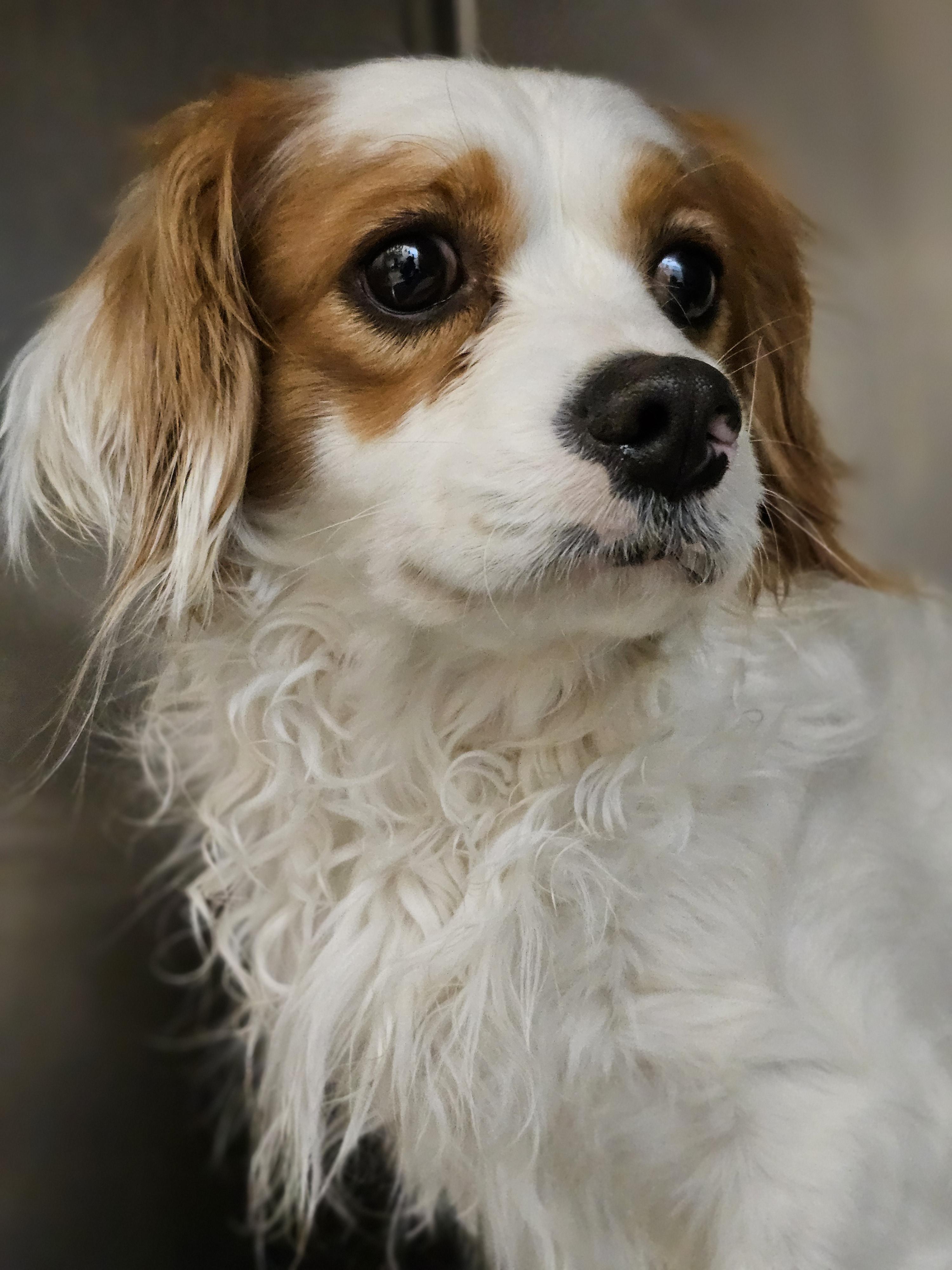 Enlarge Franklin so il, a Adoptable Cavapoo in MURPHYSBORO , IL image 3/6