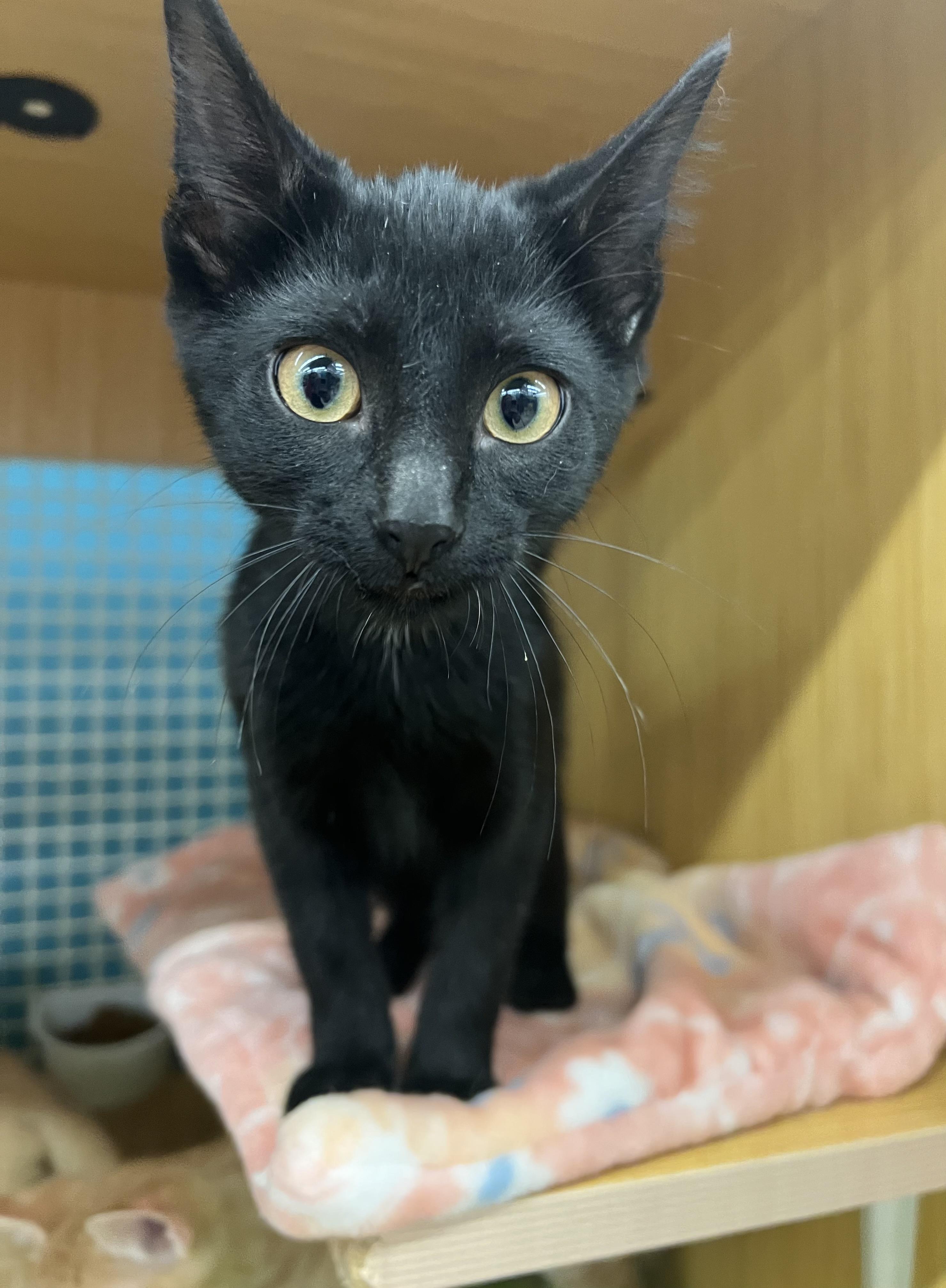 Cat for adoption - Marley, a Domestic Short Hair in Manhattan, KS ...