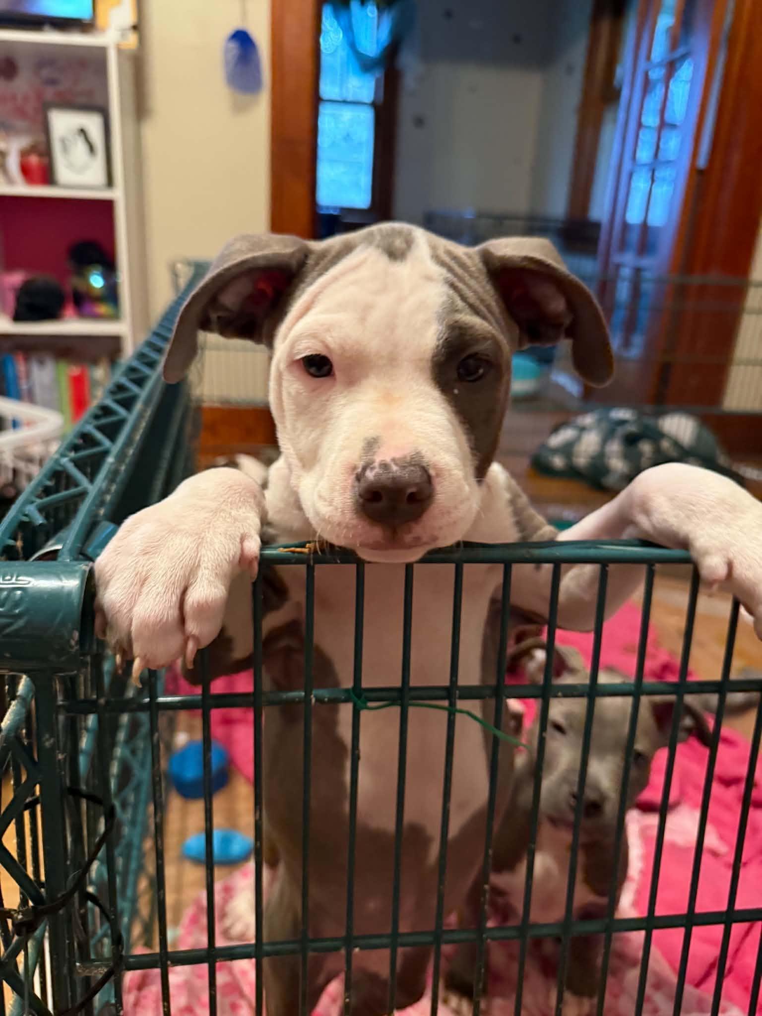 Enlarge Flo, a Adopted Pit Bull Terrier in Cedar Rapids, IA image 1/6