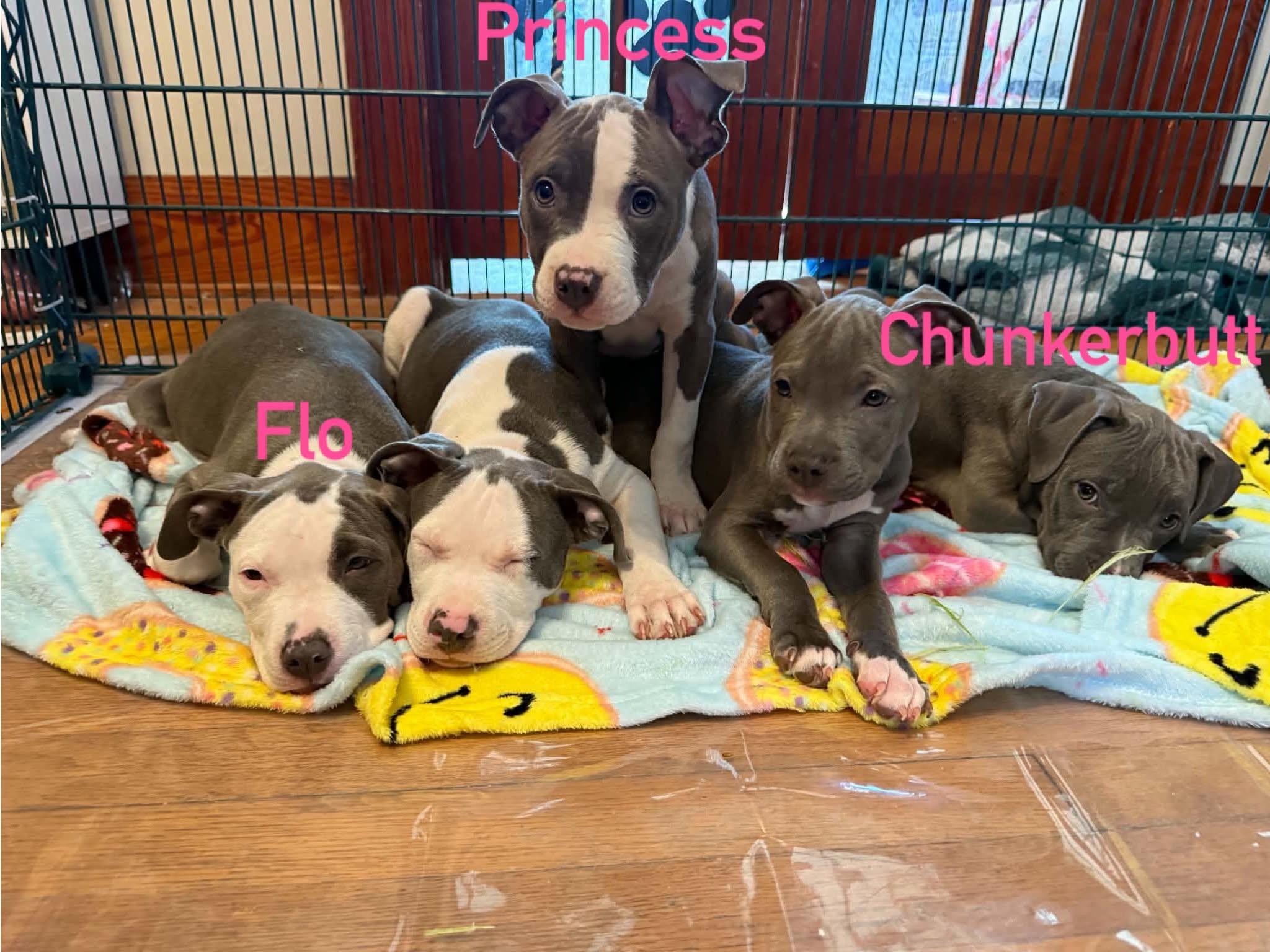 Enlarge Flo, a Adopted Pit Bull Terrier in Cedar Rapids, IA image 2/6