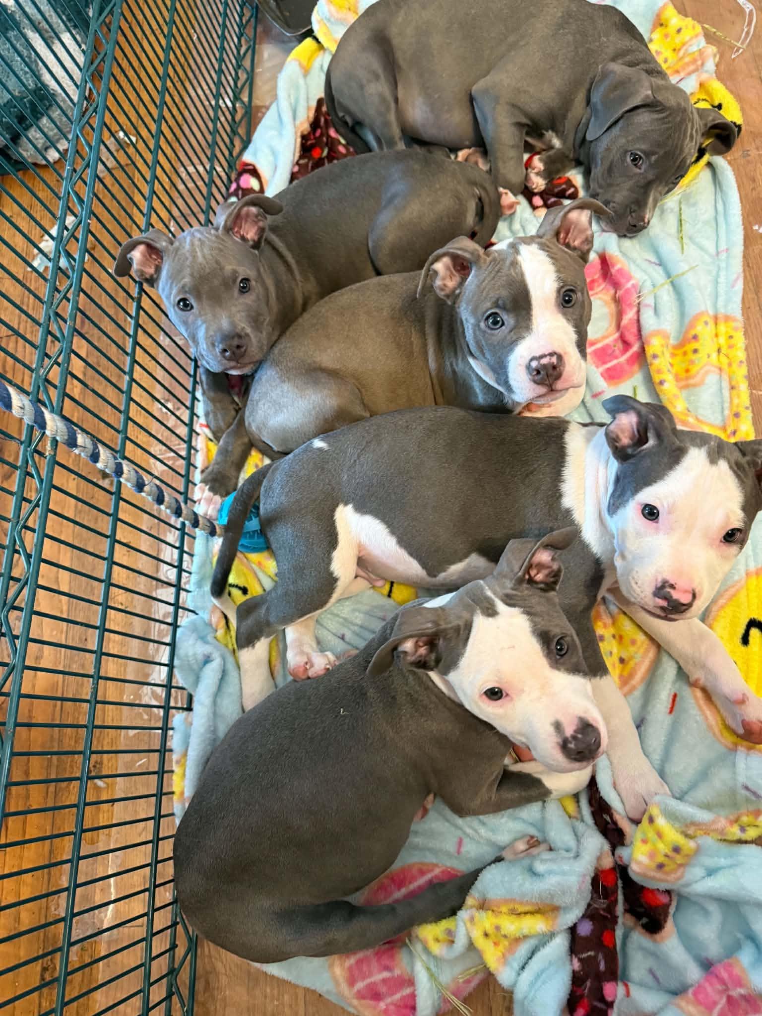 Enlarge Flo, a Adopted Pit Bull Terrier in Cedar Rapids, IA image 3/6