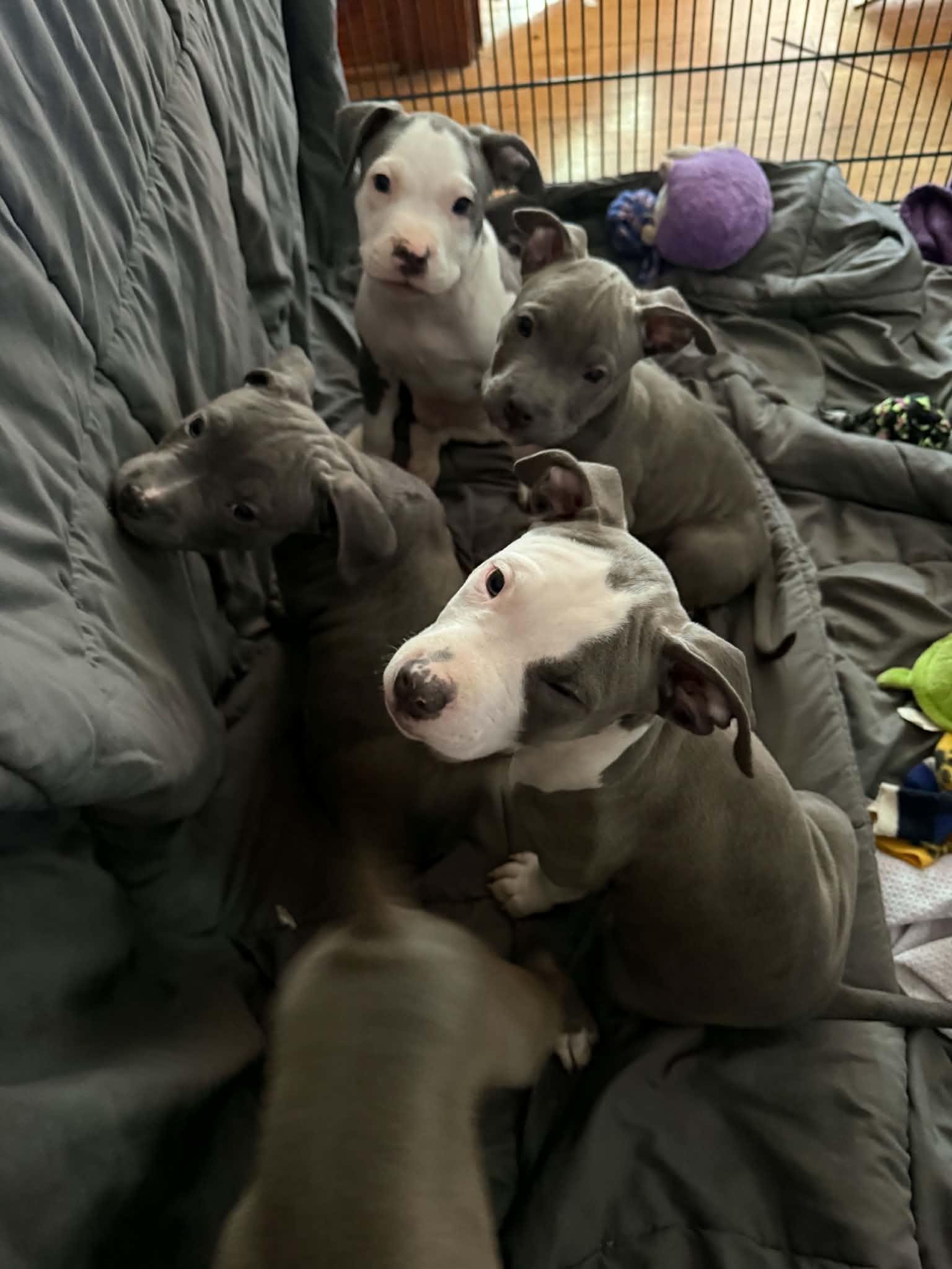 Enlarge Flo, a Adopted Pit Bull Terrier in Cedar Rapids, IA image 6/6
