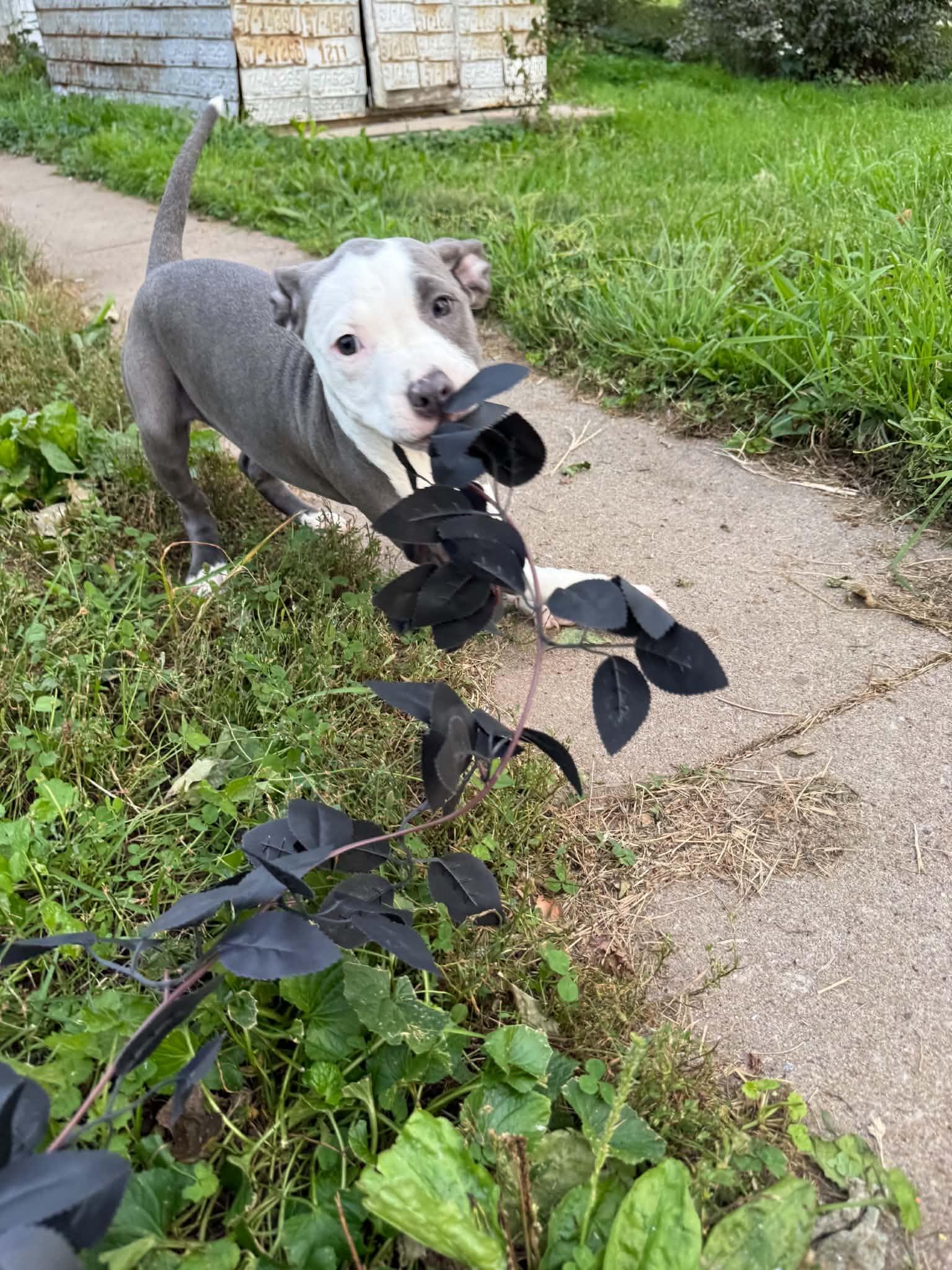 Enlarge Flo, a Adopted Pit Bull Terrier in Cedar Rapids, IA image 5/6