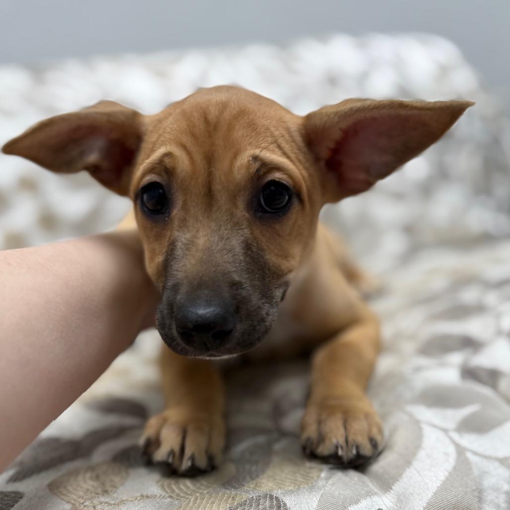 Chai, Adoptable, Puppy Female Mixed Breed.