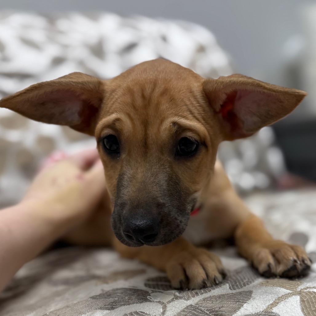 Enlarge Chai, a Adoptable Mixed Breed in Monticello, IA image 6/6