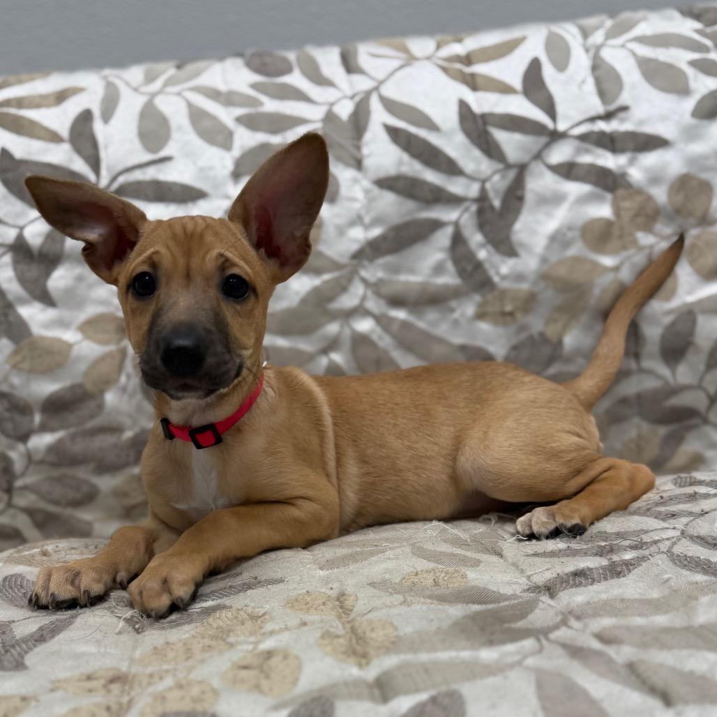 Enlarge Chai, a Adoptable Mixed Breed in Monticello, IA image 3/6