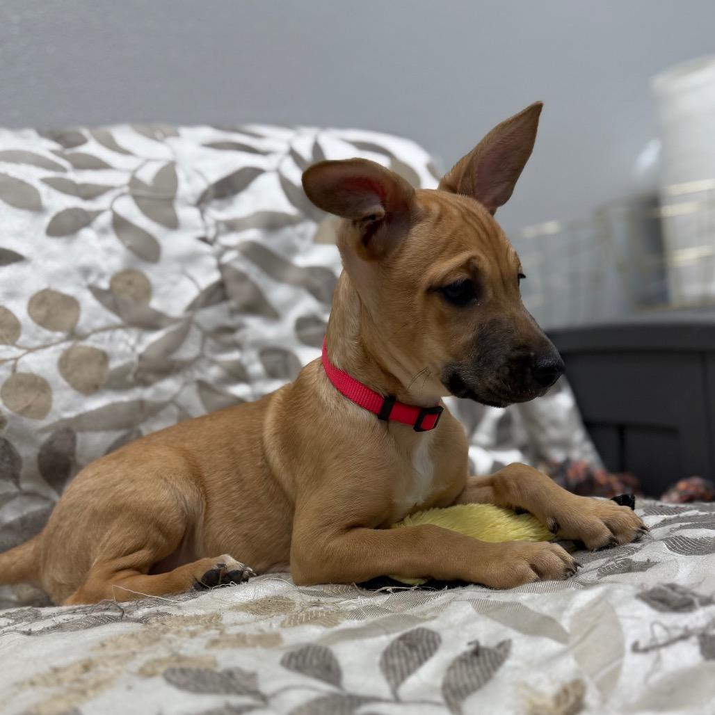 Enlarge Chai, a Adoptable Mixed Breed in Monticello, IA image 2/6