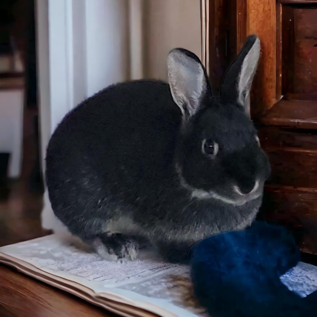 Enlarge Birdie (bonded to Dexter), a Adoptable Silver Marten in Murrieta, CA image 1/2