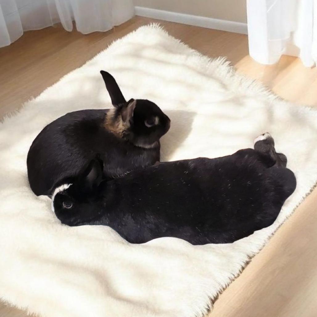 Enlarge Birdie (bonded to Dexter), a Adoptable Silver Marten in Murrieta, CA image 2/2