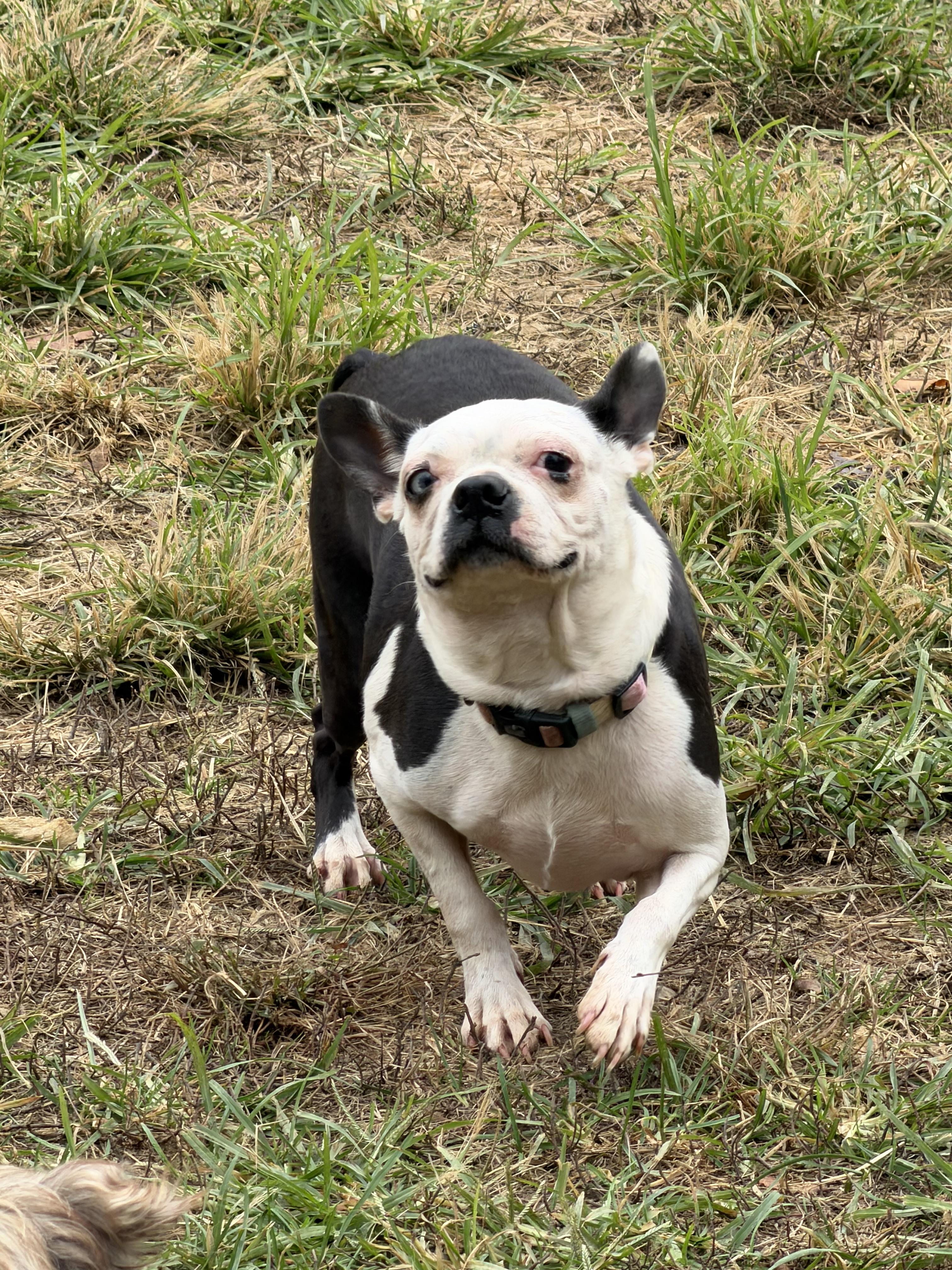 Enlarge Bailey, a Adoptable Boston Terrier in Zanesville, OH image 2/3