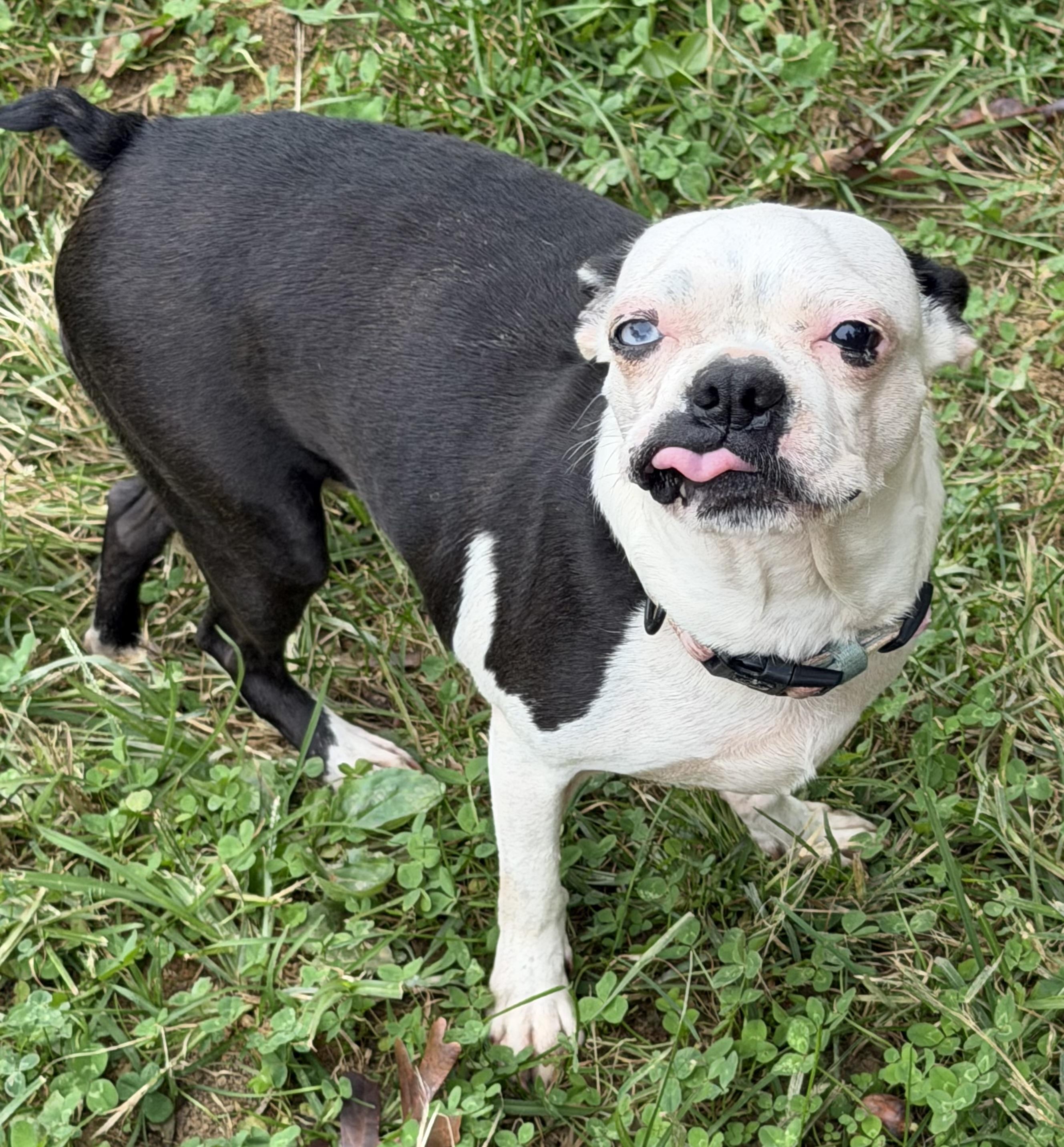 Enlarge Bailey, a Adoptable Boston Terrier in Zanesville, OH image 3/3