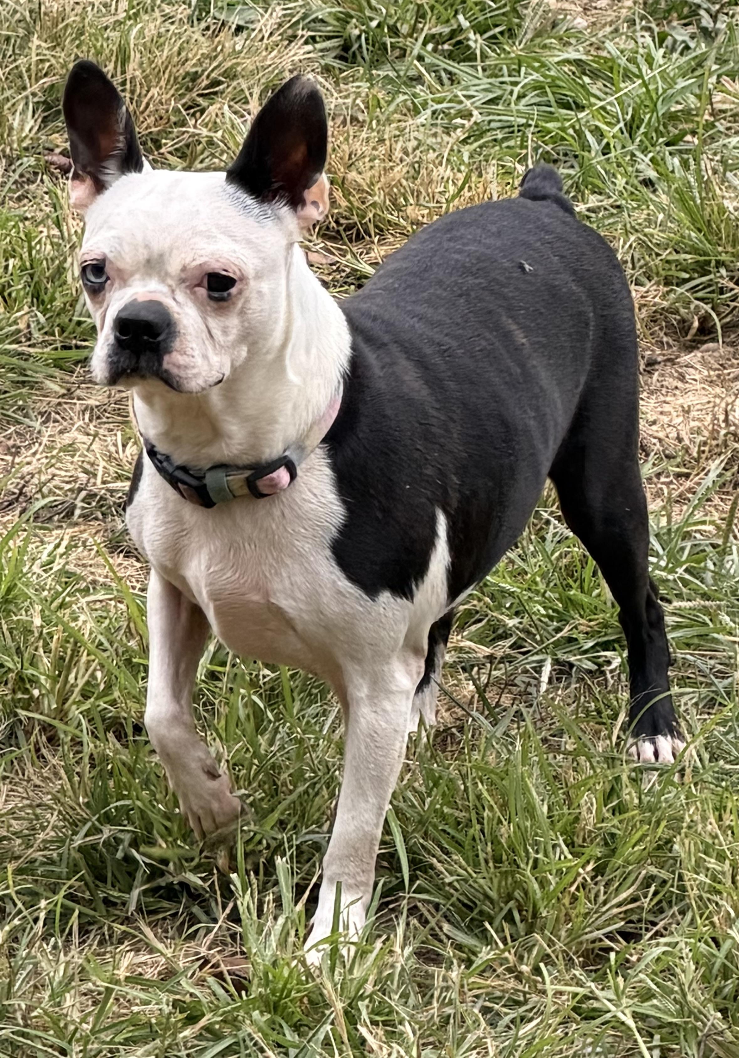 Bailey, Adoptable, Adult Female Boston Terrier.