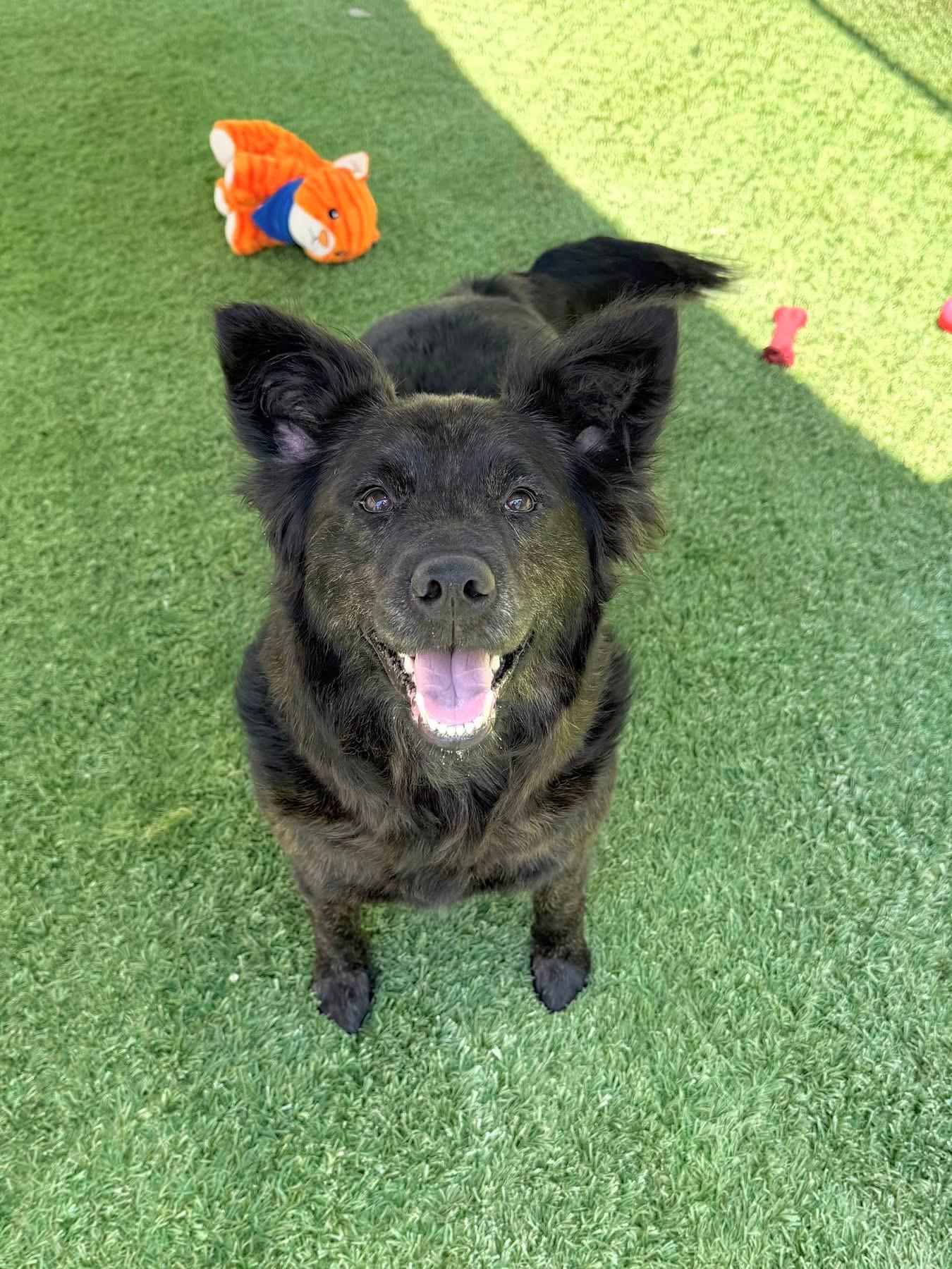 Luna, Adoptable, Young Female Border Collie.