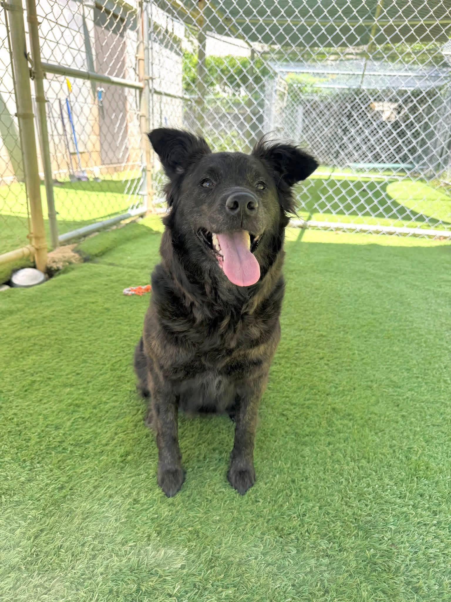 Luna, an adopted mixed breed in South Amboy, NJ image 2/2
