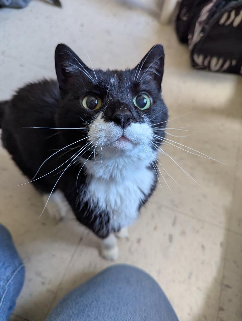 Kiara, Adoptable, Senior Female Domestic Short Hair.