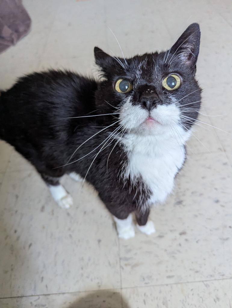 Enlarge Kiara, a Adoptable mixed breed in Barron, WI image 2/6