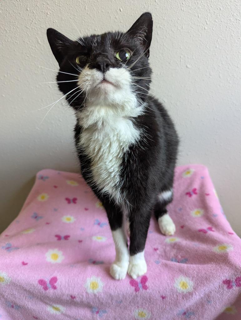 Enlarge Kiara, a Adoptable mixed breed in Barron, WI image 3/6