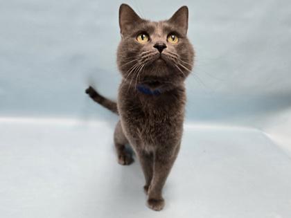 Shadow, Adoptable, Adult Male Domestic Short Hair.