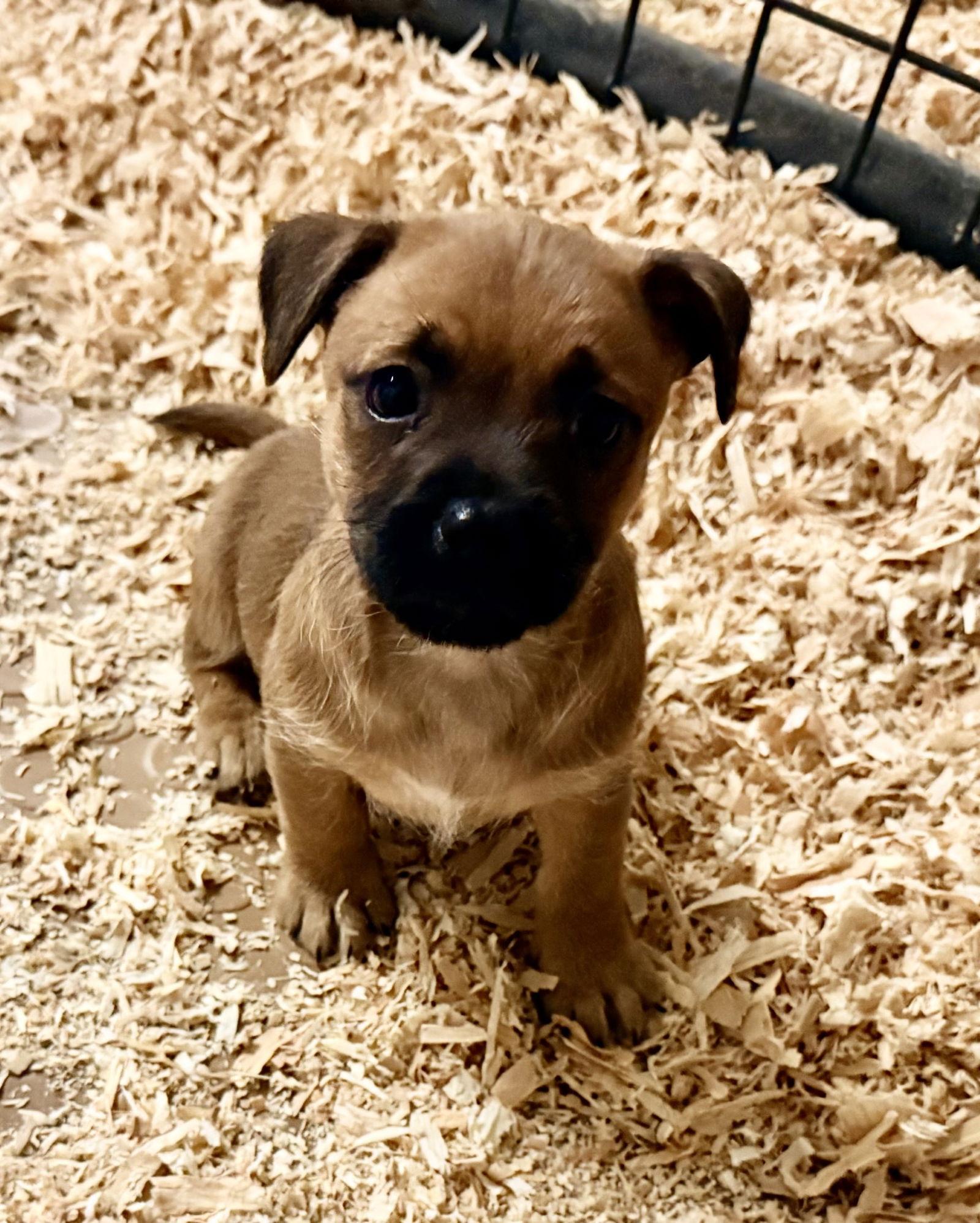 Enlarge Teddy, a Adoptable mixed breed in Woodland, CA image 1/1