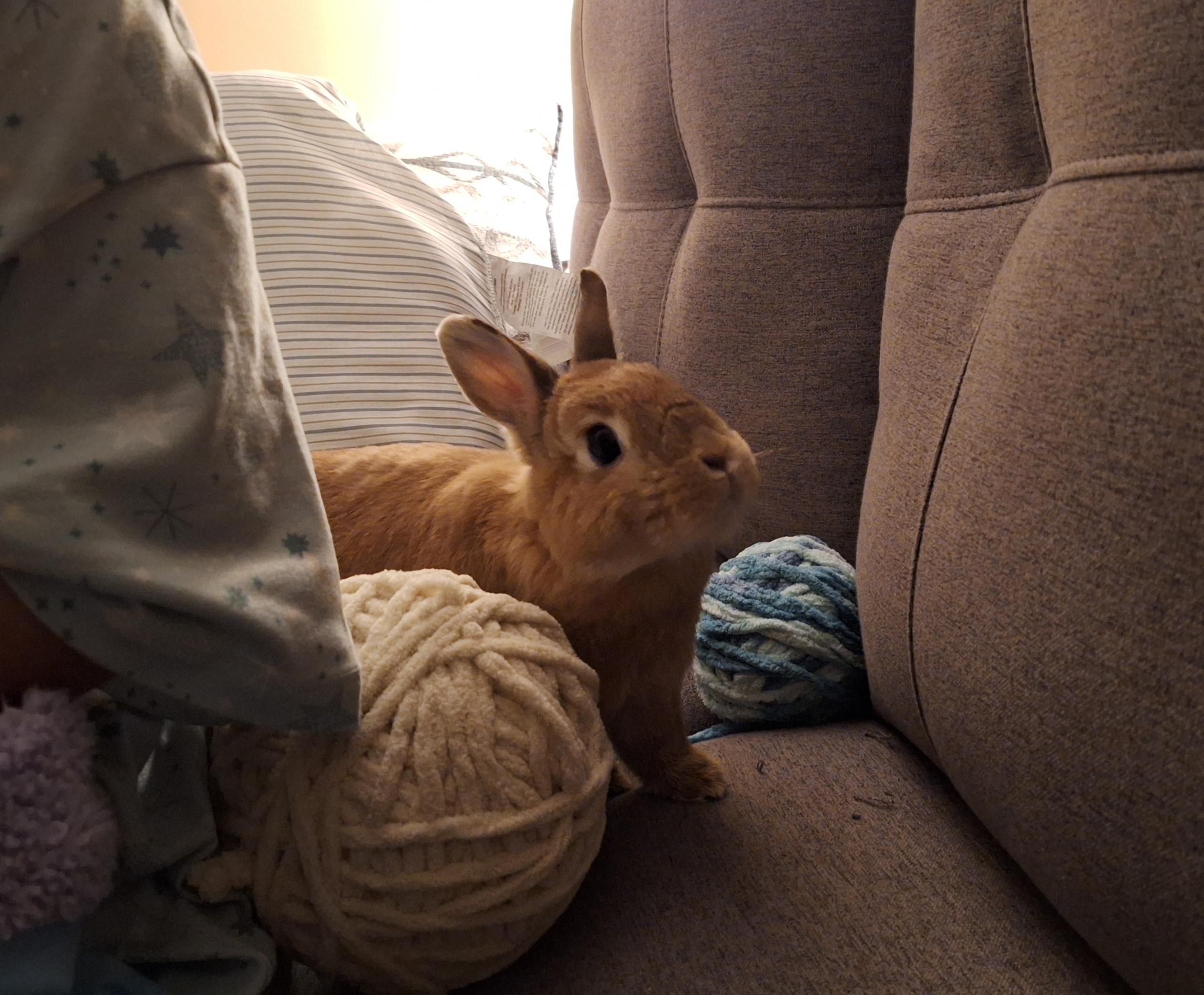 Butter, adoptable, Adult Female Dwarf.
