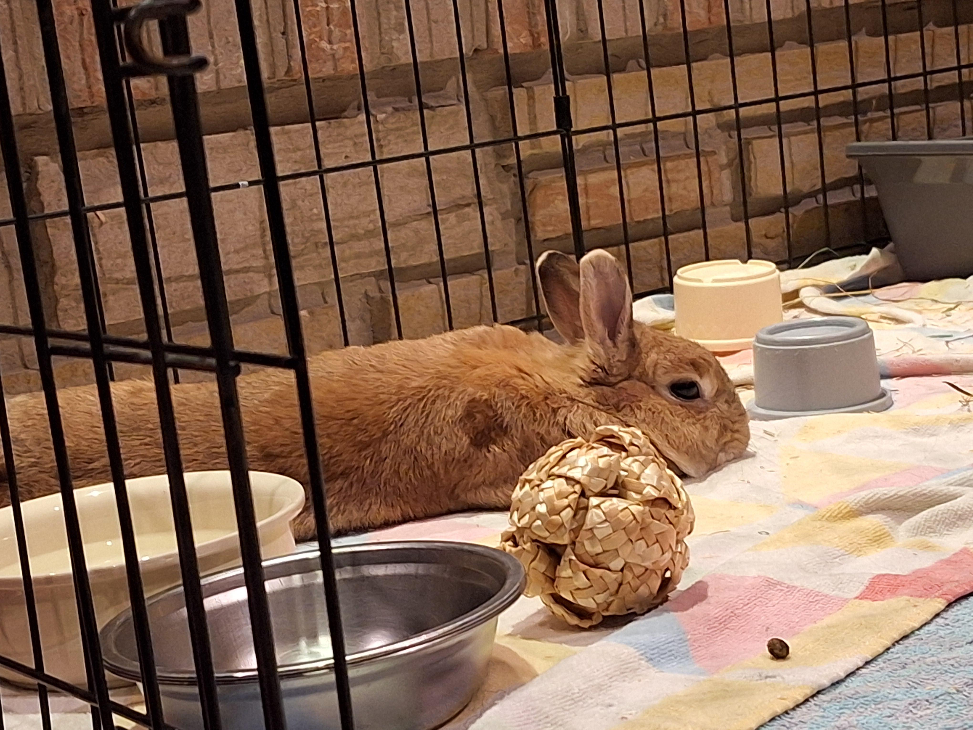 Enlarge Butter, an adoptable Dwarf in Everett, ON image 2/3