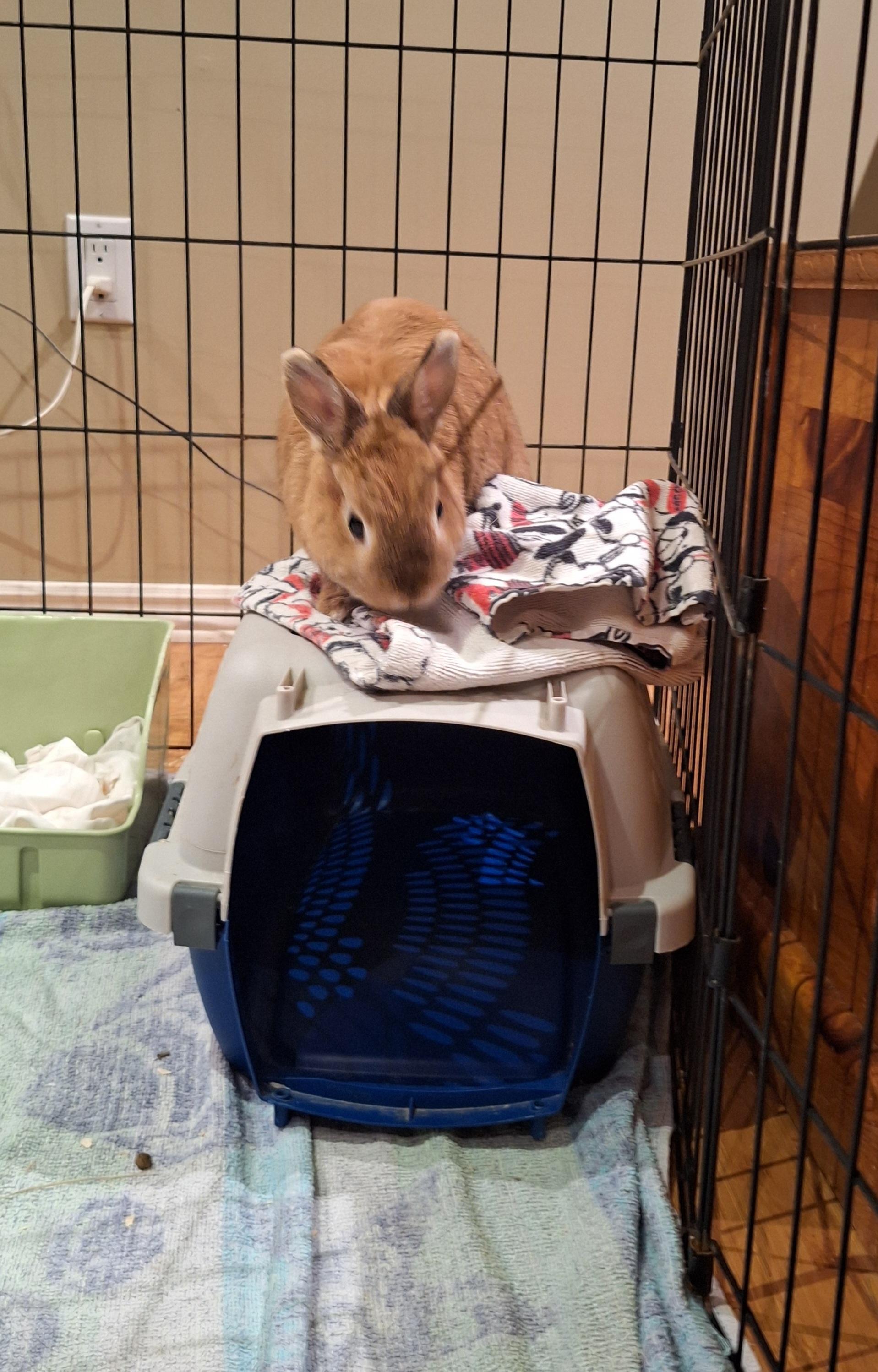 Enlarge Butter, an adoptable Dwarf in Everett, ON image 3/3