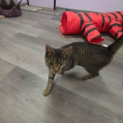 Enlarge Glance, a ADOPTABLE Domestic Short Hair in Fulton, NY image 2/4