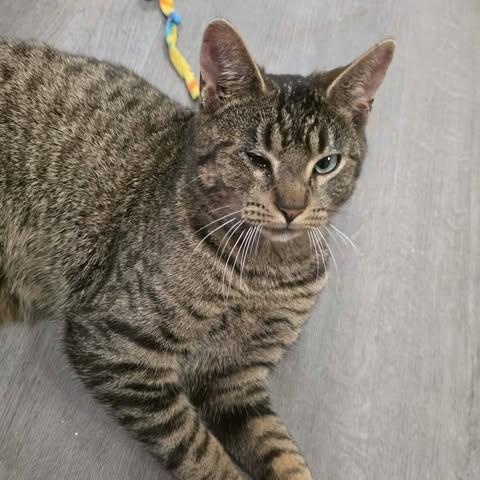 Enlarge Glance, a ADOPTABLE Domestic Short Hair in Fulton, NY image 3/4