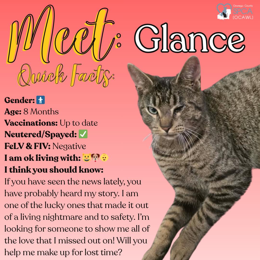 Glance, ADOPTABLE, Young Male Domestic Short Hair.