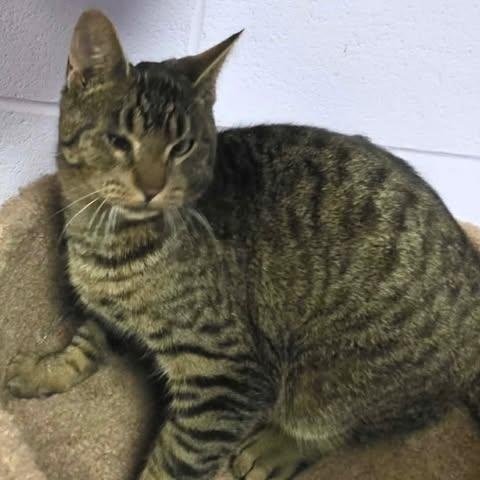 Enlarge Glance, a ADOPTABLE Domestic Short Hair in Fulton, NY image 4/4