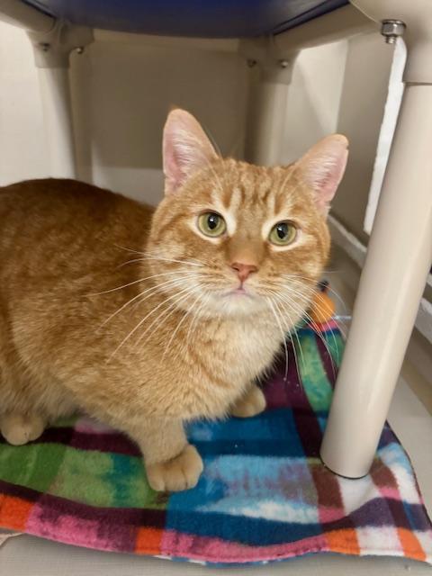 Enlarge Mario, a ADOPTABLE Domestic Short Hair in Hutchinson, MN image 6/6