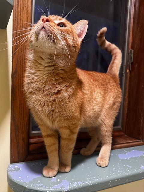 Enlarge Mario, a ADOPTABLE Domestic Short Hair in Hutchinson, MN image 5/6