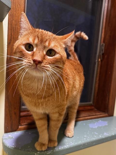 Enlarge Mario, a ADOPTABLE Domestic Short Hair in Hutchinson, MN image 3/6