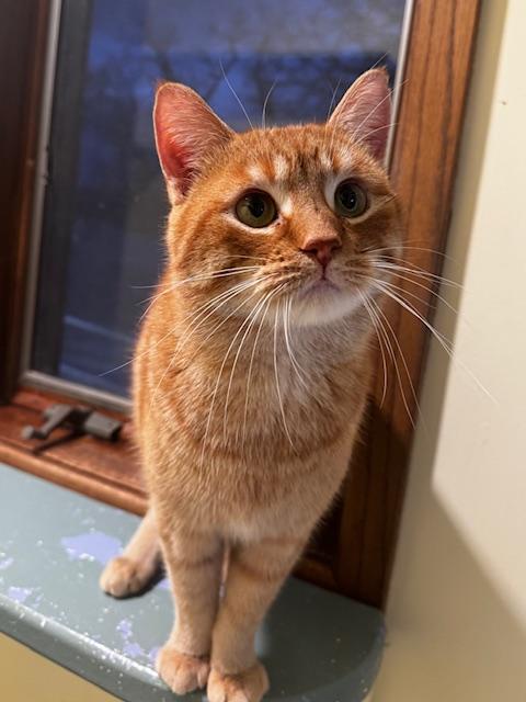 Enlarge Mario, a ADOPTABLE Domestic Short Hair in Hutchinson, MN image 2/6