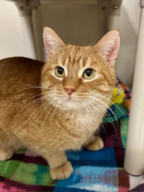 Mario, ADOPTABLE, Adult Male Domestic Short Hair.