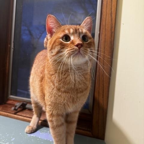 Enlarge Mario, a ADOPTABLE Domestic Short Hair in Hutchinson, MN image 4/6