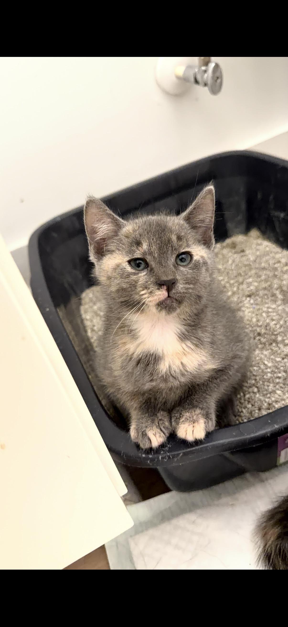 Nicole, ADOPTABLE, Kitten Female Domestic Short Hair.
