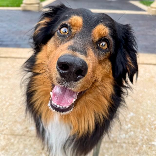 BANDIT, Adoptable, Adult Male Australian Shepherd & Mixed Breed.