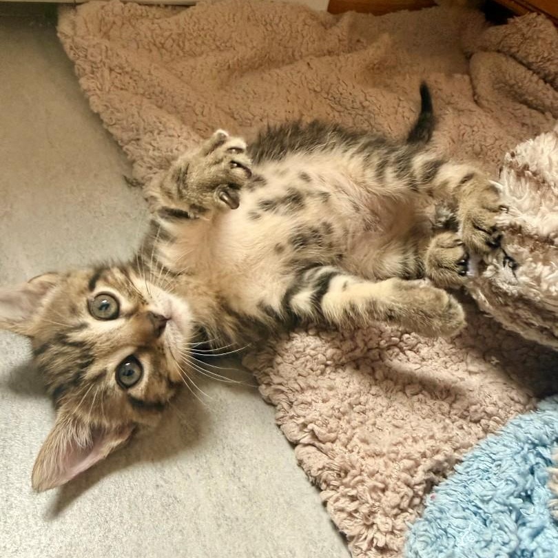 Enlarge Tanzy Grey Brasuell, a Adoptable mixed breed in Conifer, CO image 3/6