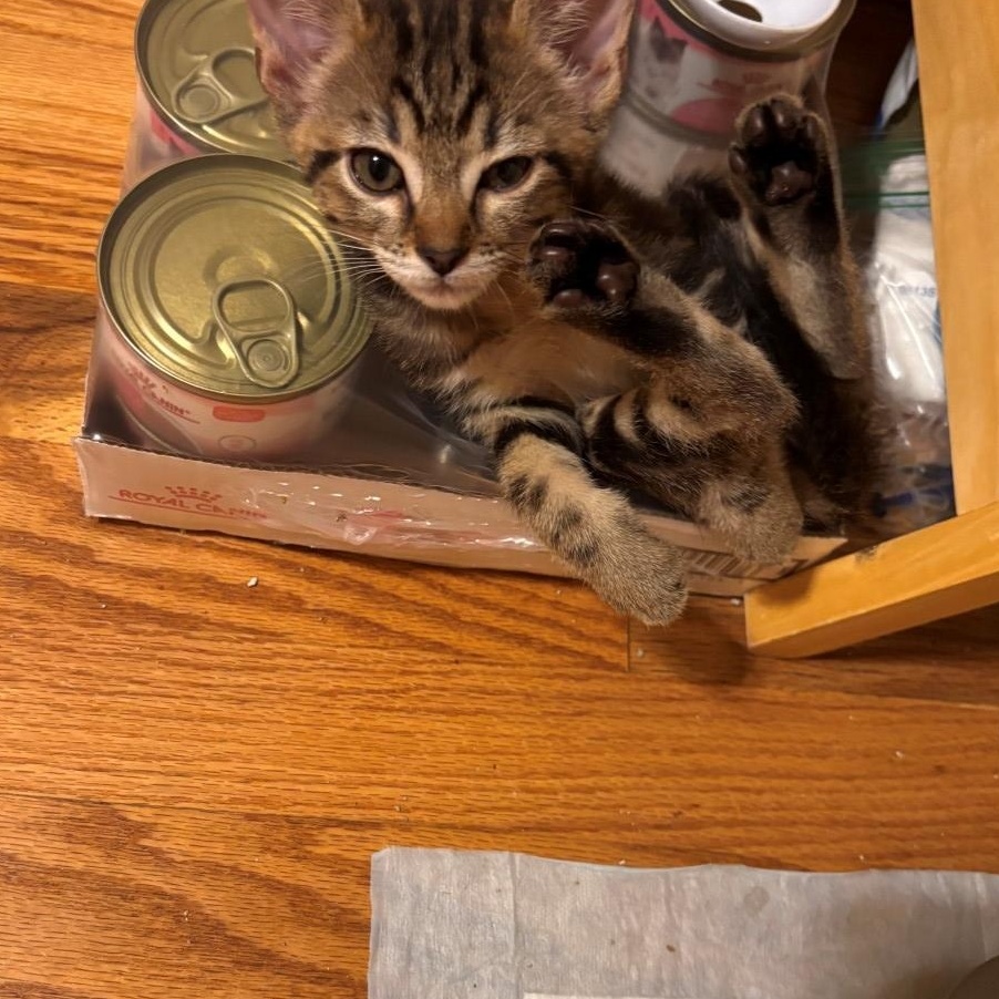 Enlarge Tanzy Grey Brasuell, a Adoptable mixed breed in Conifer, CO image 5/6