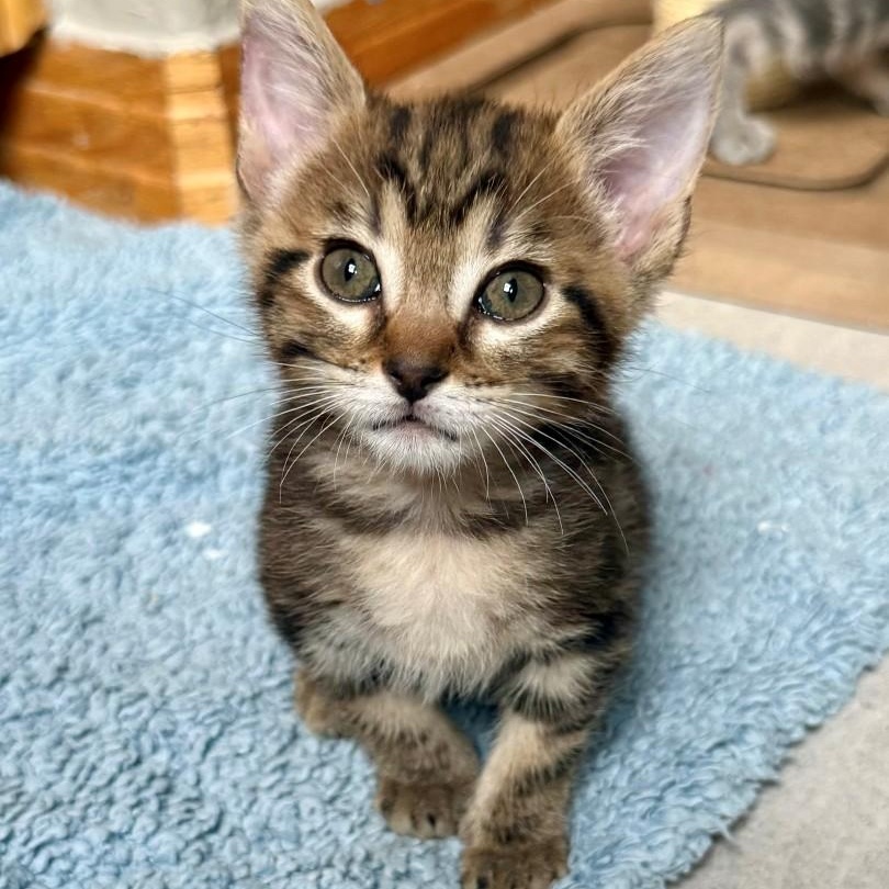 Tanzy Grey Brasuell, Adoptable, Kitten Female Domestic Short Hair & Tabby.