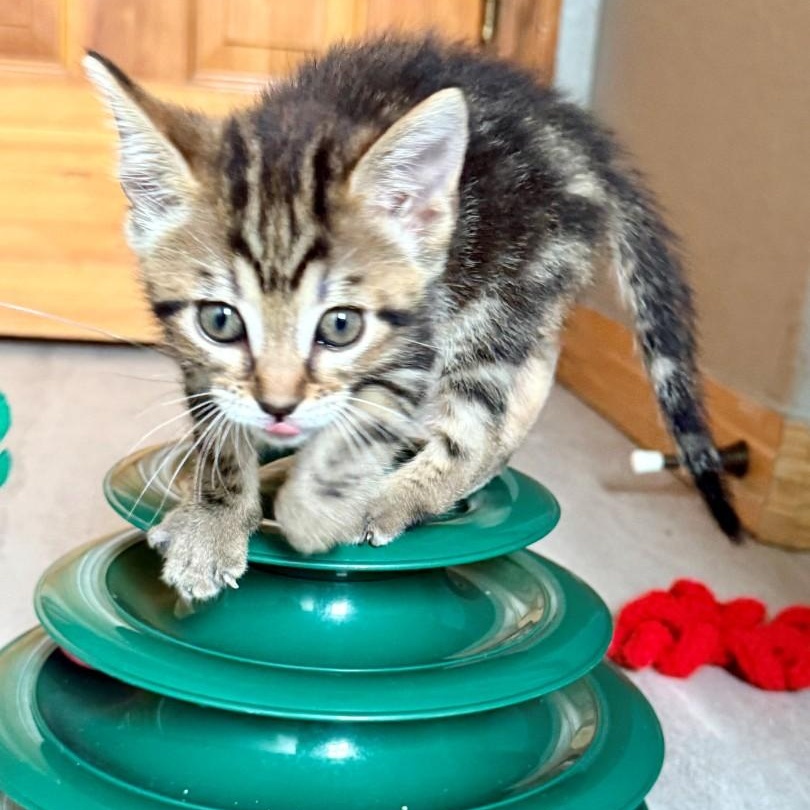 Enlarge Tanzy Grey Brasuell, a Adoptable mixed breed in Conifer, CO image 2/6